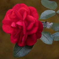 Роза :: Aleksey Afonin Роза :: Aleksey Afonin