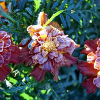 Первый заморозок. :: сергей ермошкин