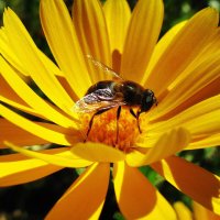 Последние радости :: Людмила Смородинская