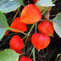 Яркие фонарики :: Людмила Смородинская