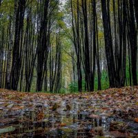 ...Осенний пейзаж.! :: Павел Курков