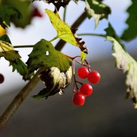 Осенний этюд. :: Владимир Мигонькин Осенний этюд. :: Владимир Мигонькин