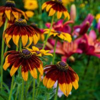 Лето :: Петр 