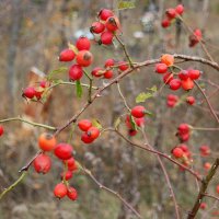 С Днём Арины Шиповницы! :: Андрей Заломленков