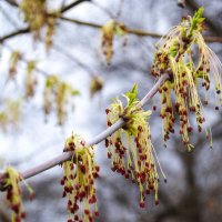 Сережки клена весной :: Александр Лычагин
