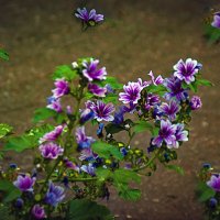 Уличная зарисовка :: Владимир Кроливец