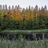 Рассвет в лесу :: Валерий Пославский Рассвет в лесу :: Валерий Пославский