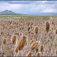 Американский пейзаж :: **** vedin