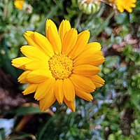 Цветы. :: Владимир Драгунский Цветы. :: Владимир Драгунский