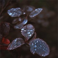 Роса.... :: Ирина С