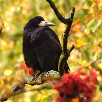 Гришаня :: kolyeretka 