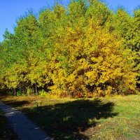 Чебоксары. Роща Шупашкар осенью. :: Пётр Чернега