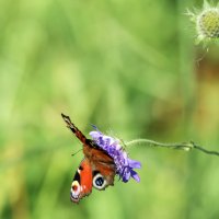 *** :: Владимир Безбородов *** :: Владимир Безбородов
