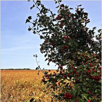 Боярышник. :: Валерия Комова Боярышник. :: Валерия Комова