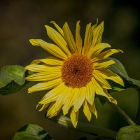 Подсолнух конца сентября. :: Петр Беляков