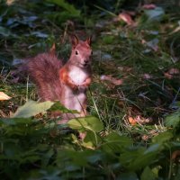 Застенчивая белка. :: Владимир Безбородов Застенчивая белка. :: Владимир Безбородов