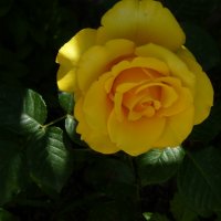 Жёлтая  роза  Керио :: Валентин Семчишин