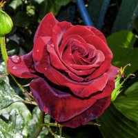 Бархатная роза :: Валентин Семчишин