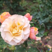 ,,, :: Сергей Тимоновский