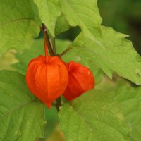 Осенние фонарики :: Светлана 