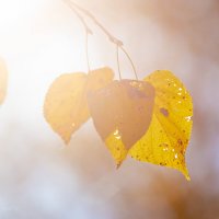 Осень :: Андрей Андрианов