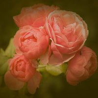 "Pomponella" Floribunda Rose :: Civetta ***