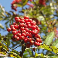 Рябина :: Freddy 97