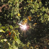 Поймал зайчишку... :: Юрий Куликов