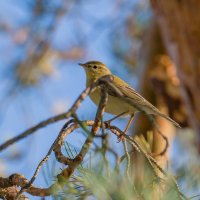 Пеночка весничка. :: Sergey (Apg) Пеночка весничка. :: Sergey (Apg)