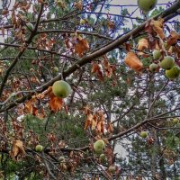 Яблочки в октябре :: Юрий Яловенко