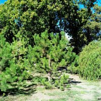 Сентябрь в парке Октября :: Нина Бутко Сентябрь в парке Октября :: Нина Бутко