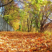 Золотой ковёр осени :: Андрей Снегерёв