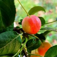 *** :: Любимова Ольга 