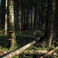 По Лесным Дорожкам :: юрий поляков