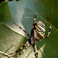 Осиный паучок. :: Александр Кондаков
