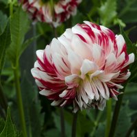 Скромняга :: Регина 