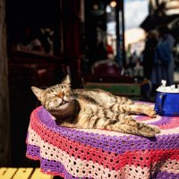 - Ты мне только солнце не загораживай..) :: Лилия .