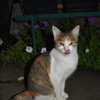 А ужин был вкусным ) :: Константин Штарк