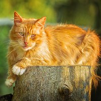 Рыжий :: Виктор Седов