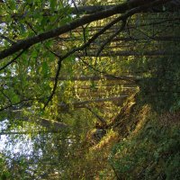 Лесная тропинка :: Анна Воробьева