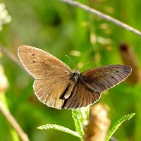 опять про бабочек 28 :: Александр Прокудин опять про бабочек 28 :: Александр Прокудин