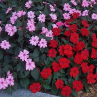 бальзамин :: zavitok * бальзамин :: zavitok *