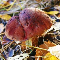 Гриб утром после заморозка... :: Владимир 