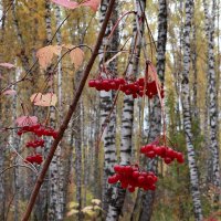 На фоне осеннего леса :: Любовь Сахарова