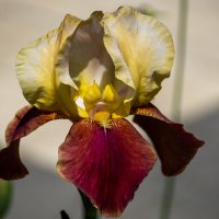 Ирис :: Игорь Сикорский