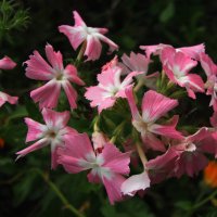 Нежное цветение :: Людмила Смородинская Нежное цветение :: Людмила Смородинская