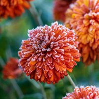 Картинка из первооктябрьского утра. :: Анатолий. Chesnavik.