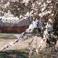 Цветущий абрикос :: Александр Лычагин