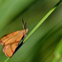 из серии " Макро мир вокруг нас..." :: Николай Саржанов