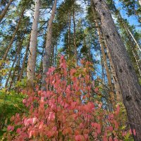 В последний день сентября... :: Андрей Заломленков